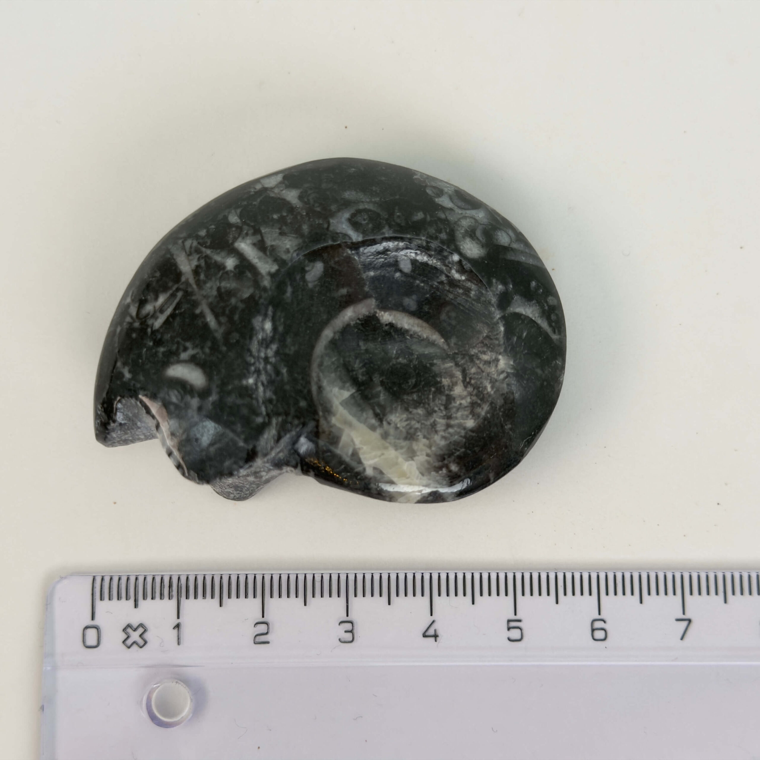 Goniatit Fossil rå sten med lineal på hvid baggrund