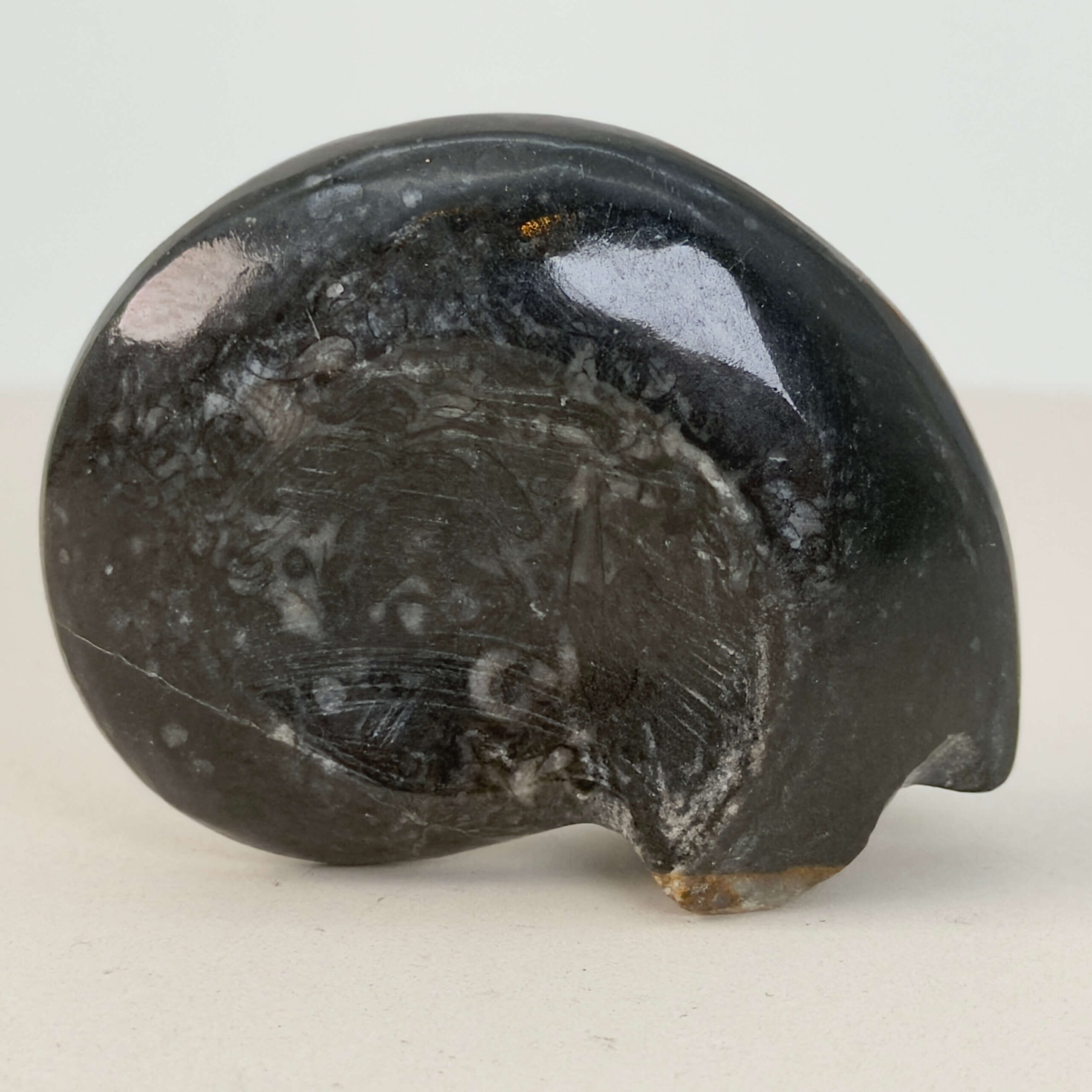 Goniatit Fossil rå sten på hvid baggrund