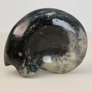 Goniatit Fossil rå sten på hvid baggrund