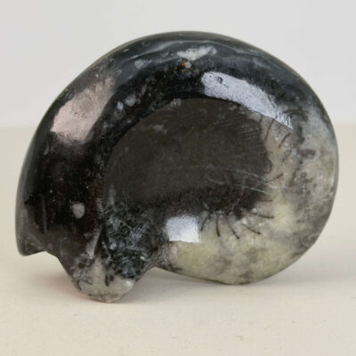 Goniatit Fossil rå sten på hvid baggrund