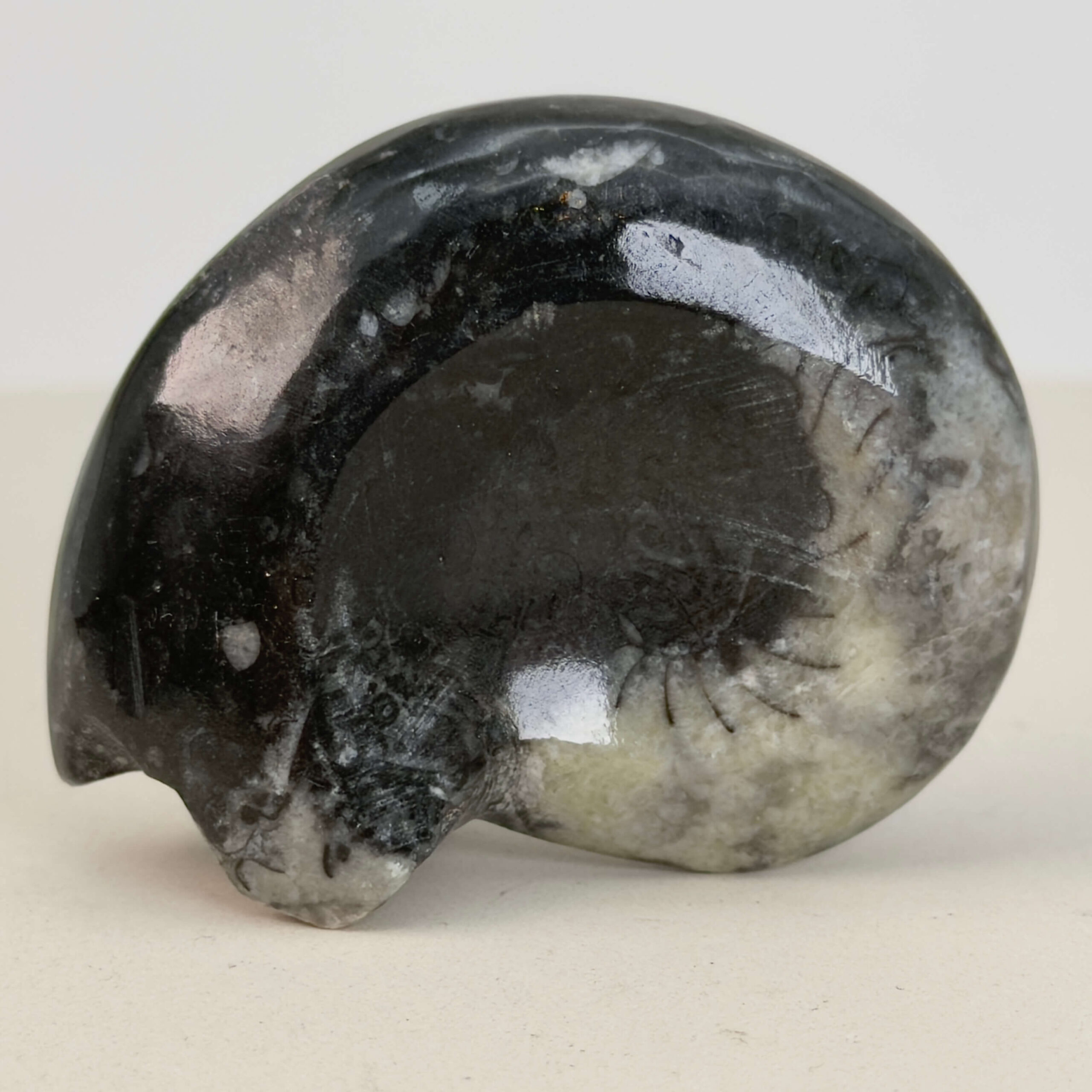 Goniatit Fossil rå sten på hvid baggrund