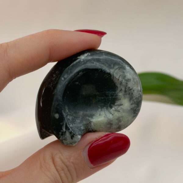 Goniatit Fossil rå sten i hånd på hvid baggrund