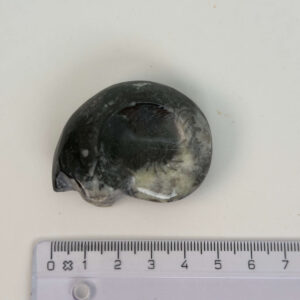 Goniatit Fossil rå sten med lineal på hvid baggrund