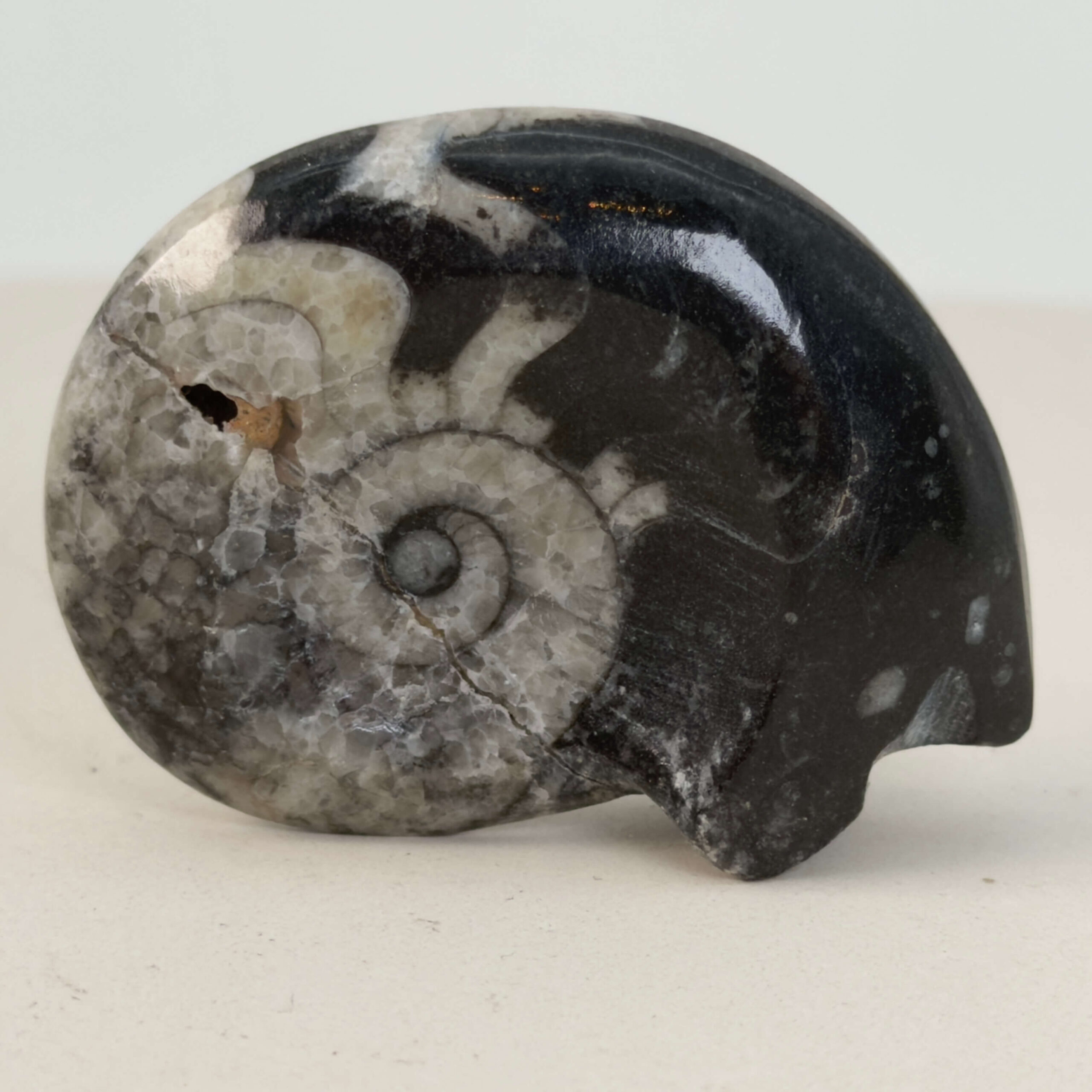 Goniatit Fossil rå sten på hvid baggrund