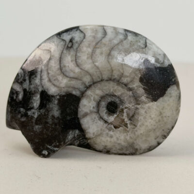 Goniatit Fossil rå sten på hvid baggrund