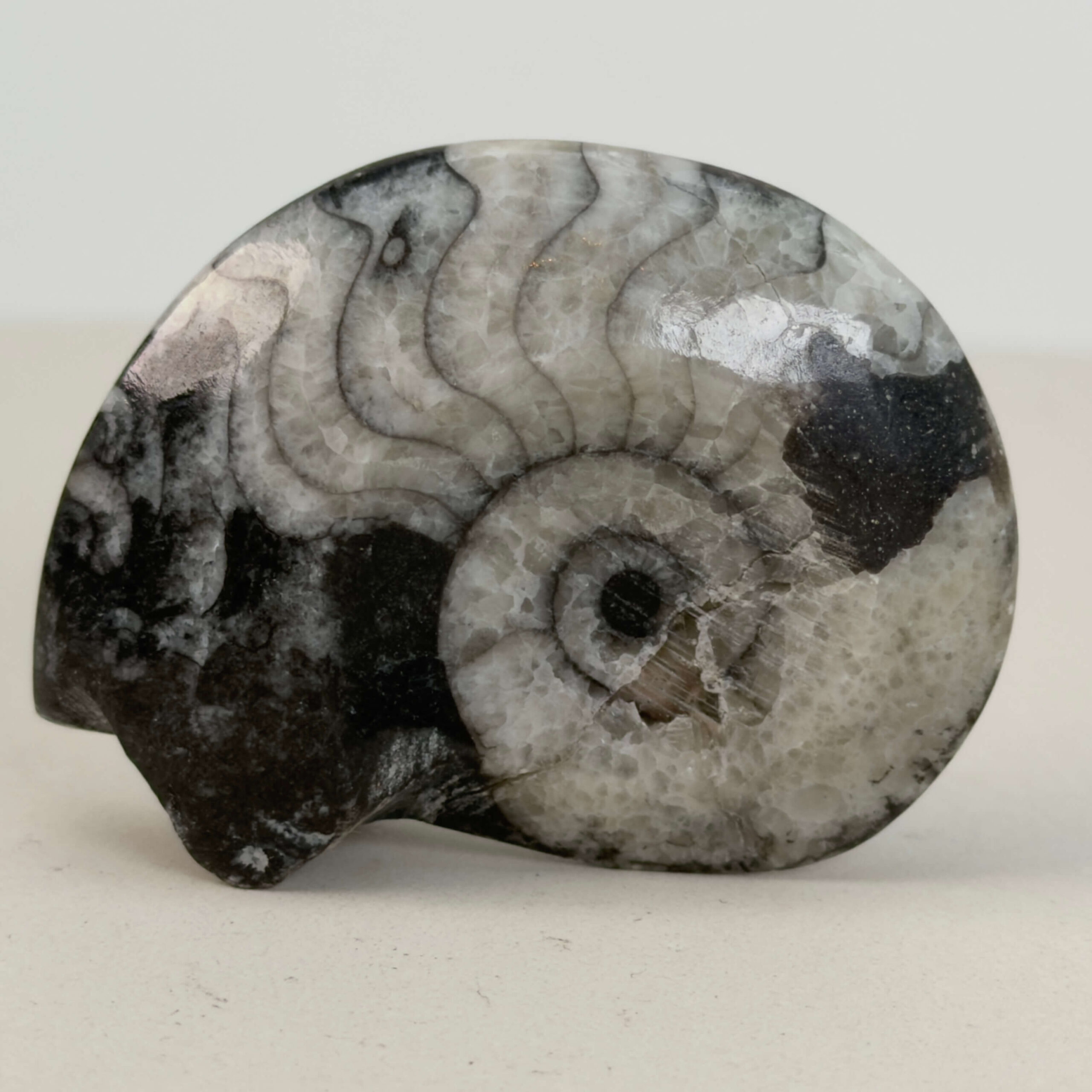 Goniatit Fossil rå sten på hvid baggrund