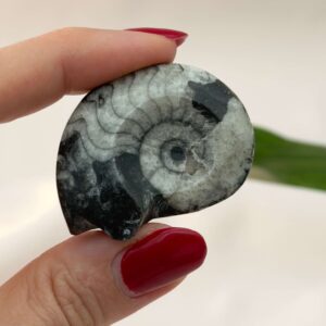 Goniatit Fossil rå sten i hånd på hvid baggrund