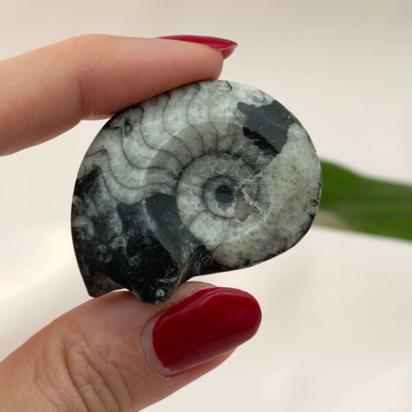 Goniatit Fossil rå sten i hånd på hvid baggrund