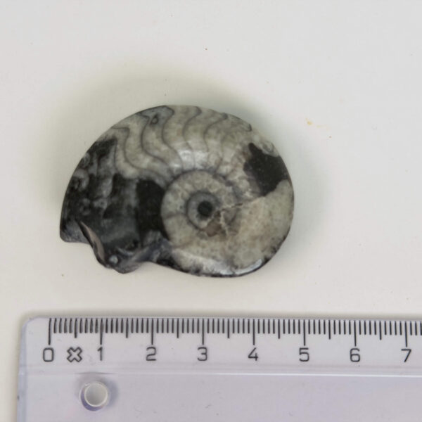 Goniatit Fossil rå sten med lineal på hvid baggrund
