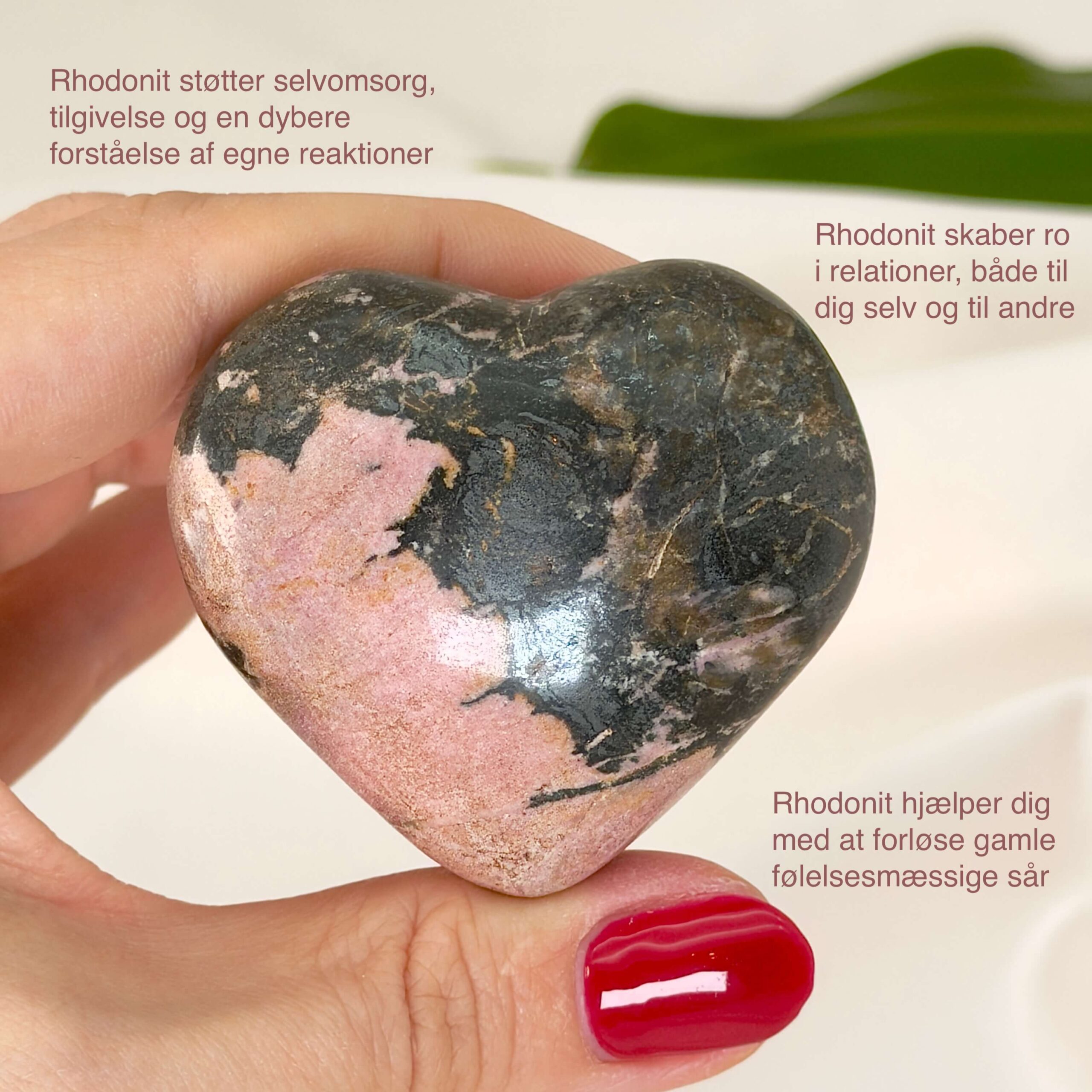 Rhodonit hjerte krystal sten i hånd med hvid baggrund og med tags