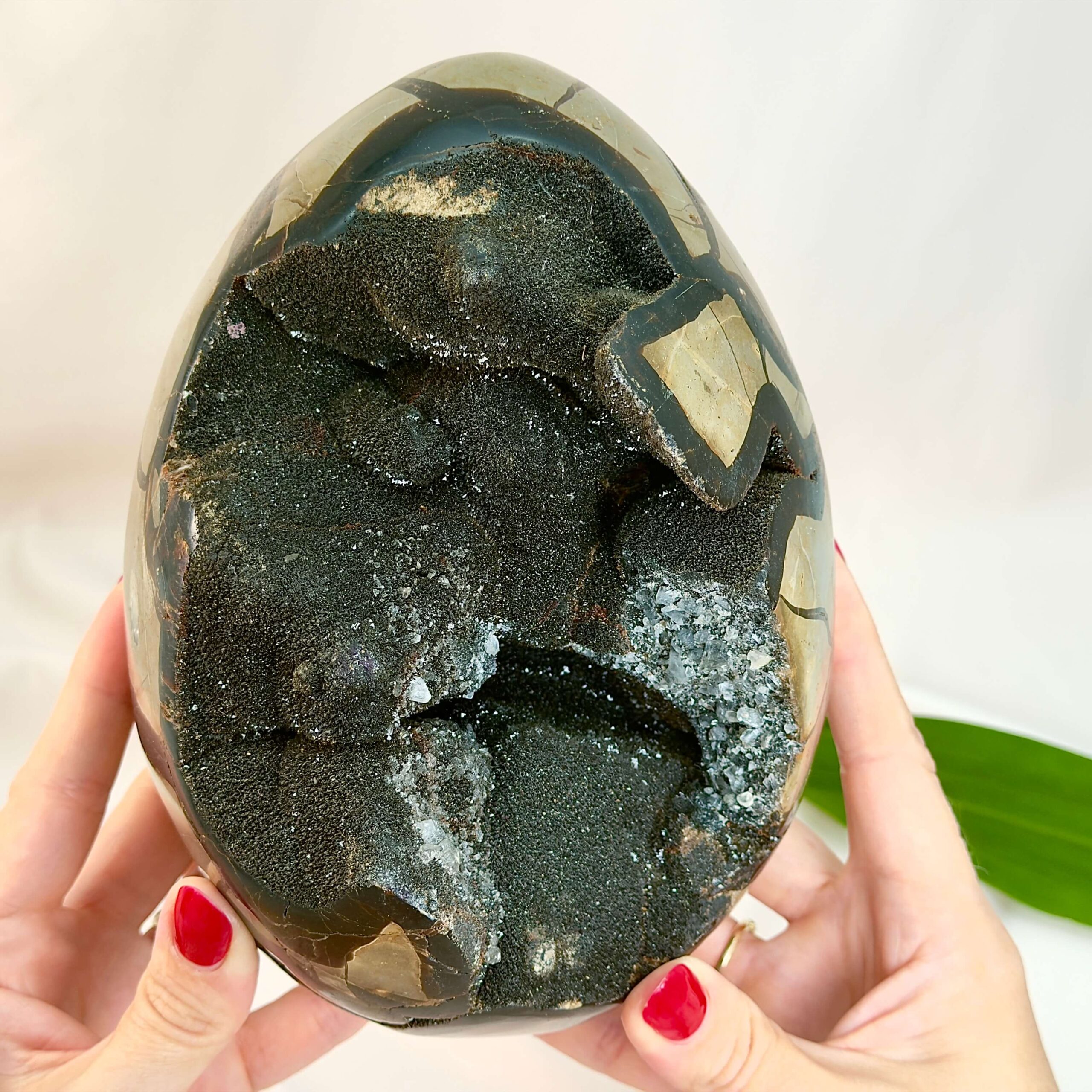 Septarie Drageæg Krystal Sten I hånd på hvid baggrund