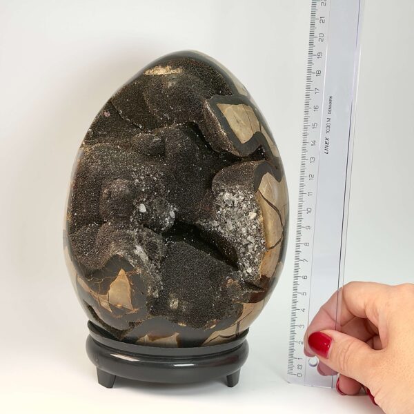 Septarie Drageæg Krystal Sten I hånd på hvid baggrund med lineal