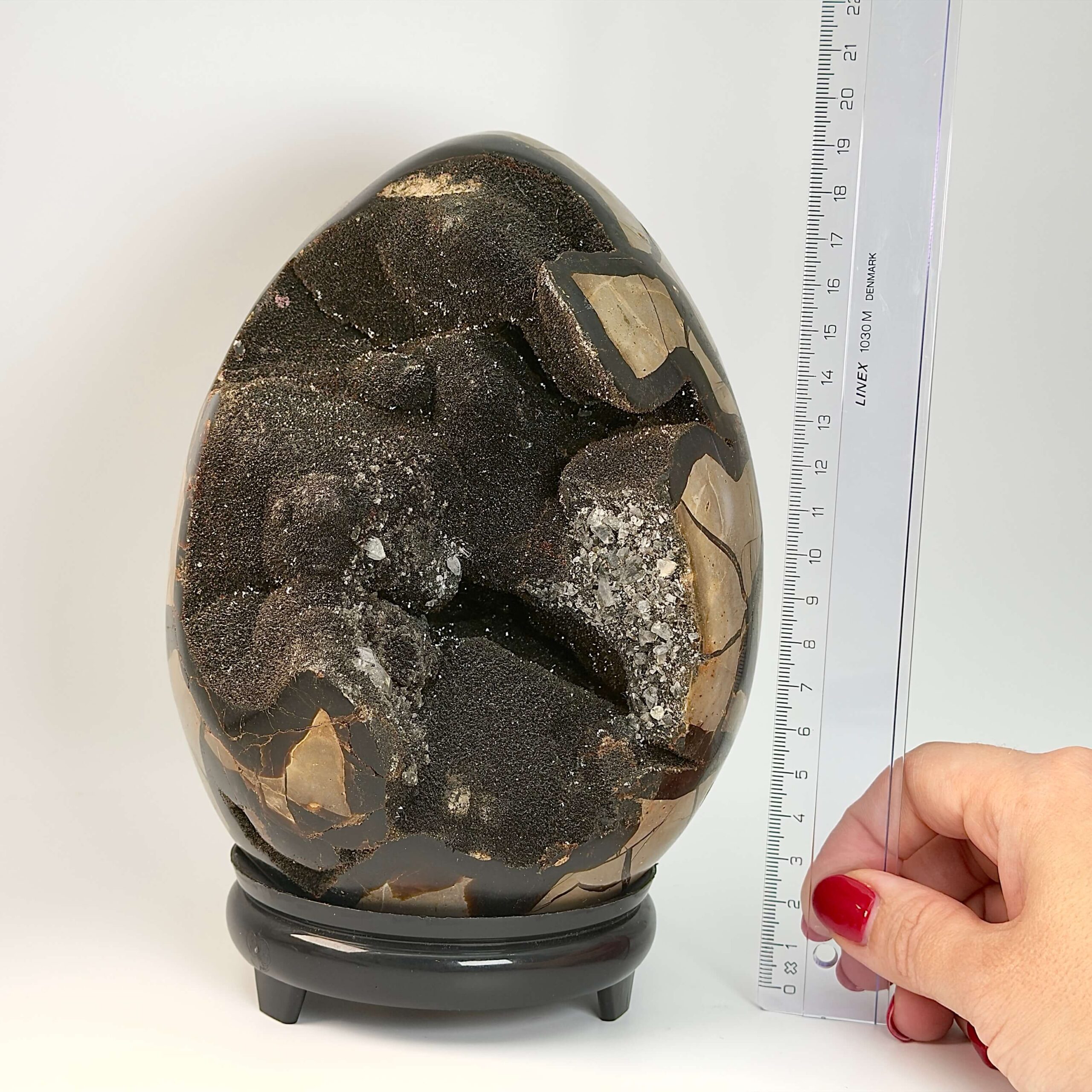 Septarie Drageæg Krystal Sten I hånd på hvid baggrund med lineal