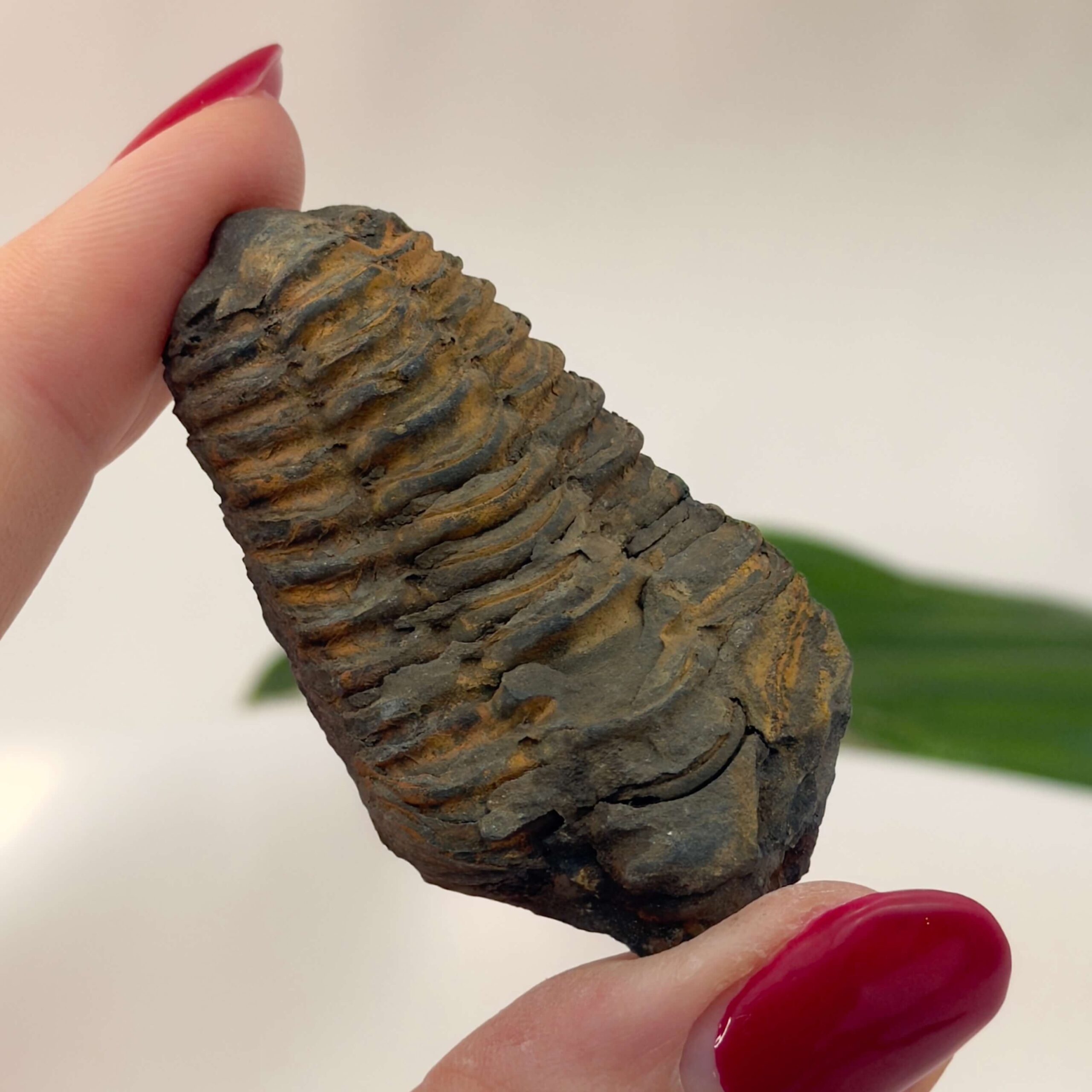 Trilobit Fossil rå sten i hånd på hvid baggrund
