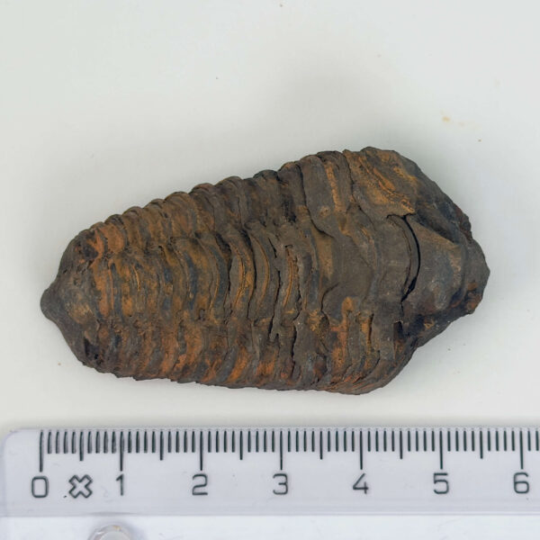 Trilobit Fossil rå sten med lineal på hvid baggrund