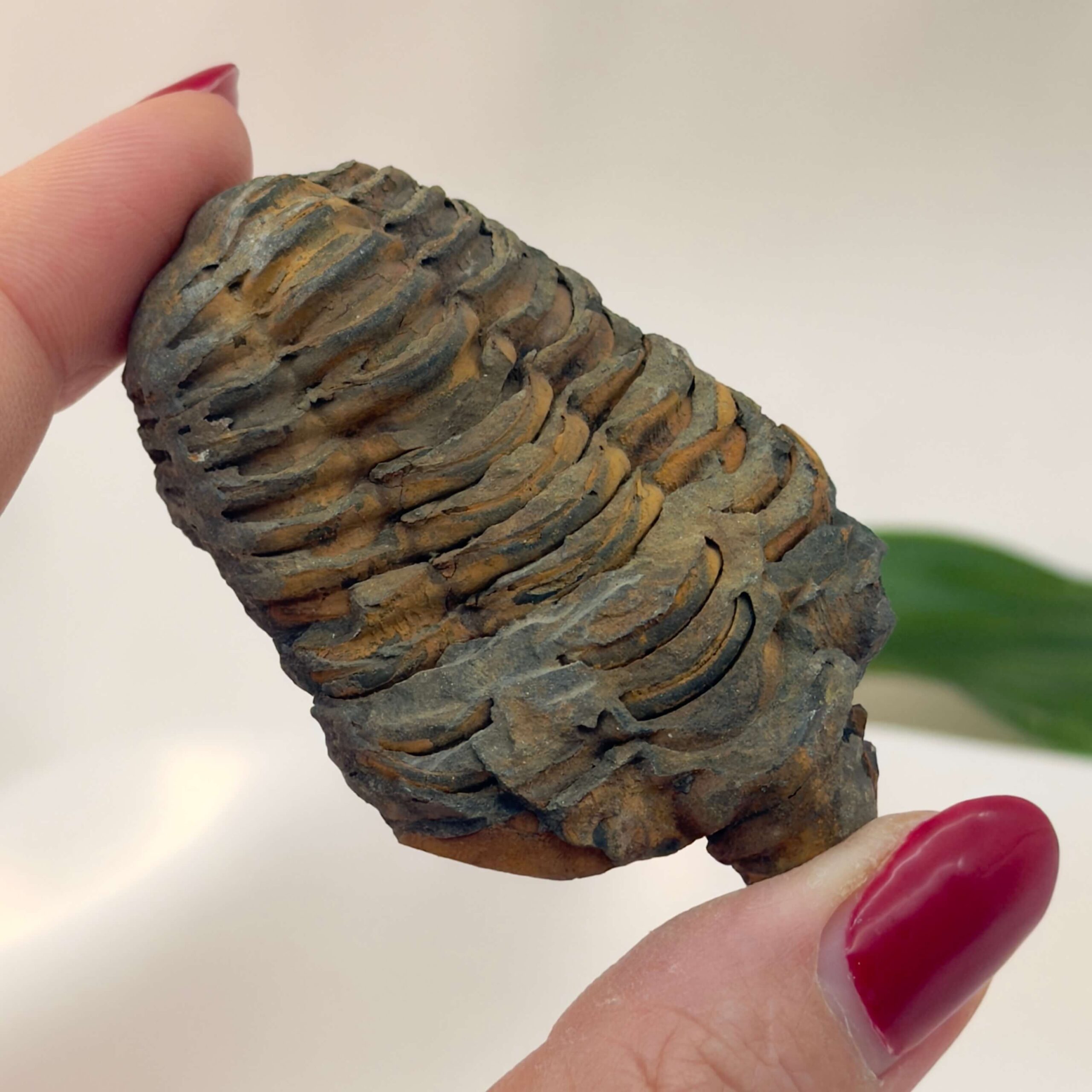 Trilobit Fossil rå sten i hånd på hvid baggrund