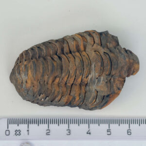 Trilobit Fossil rå sten med lineal på hvid baggrund