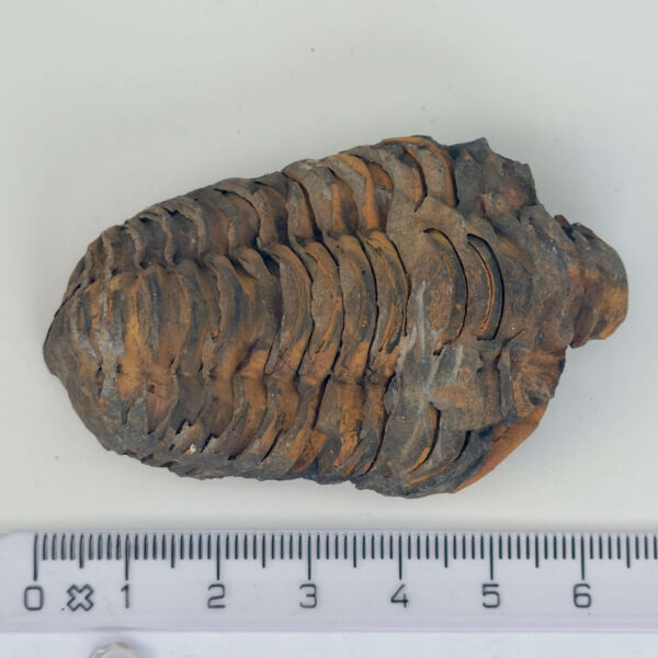 Trilobit Fossil rå sten med lineal på hvid baggrund