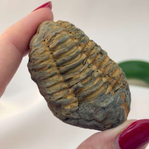 Trilobit Fossil rå sten i hånd på hvid baggrund