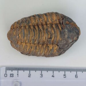 Trilobit Fossil rå sten med lineal på hvid baggrund
