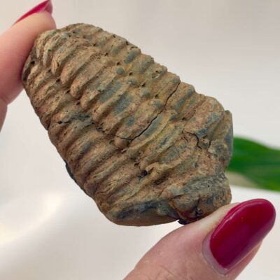 Trilobit Fossil rå sten i hånd på hvid baggrund