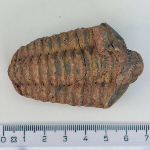 Trilobit Fossil rå sten med lineal på hvid baggrund