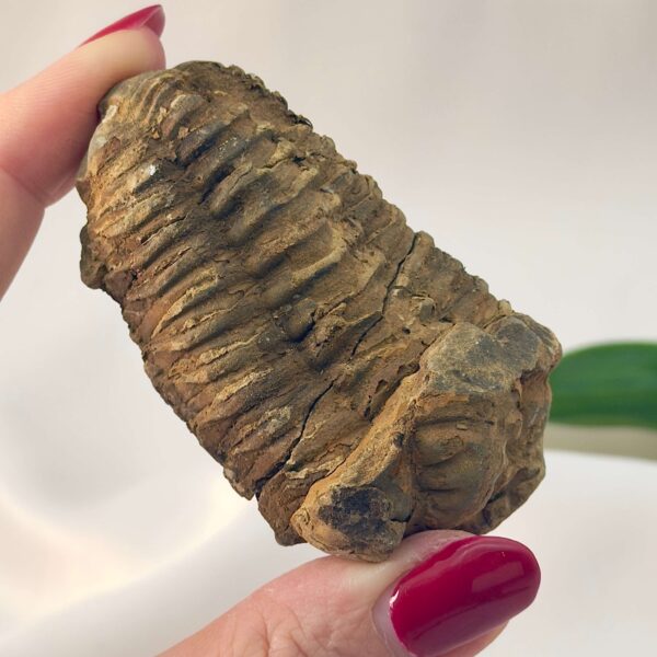 Trilobit Fossil rå sten i hånd på hvid baggrund