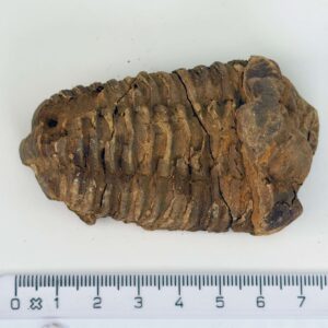 Trilobit Fossil rå sten med lineal på hvid baggrund