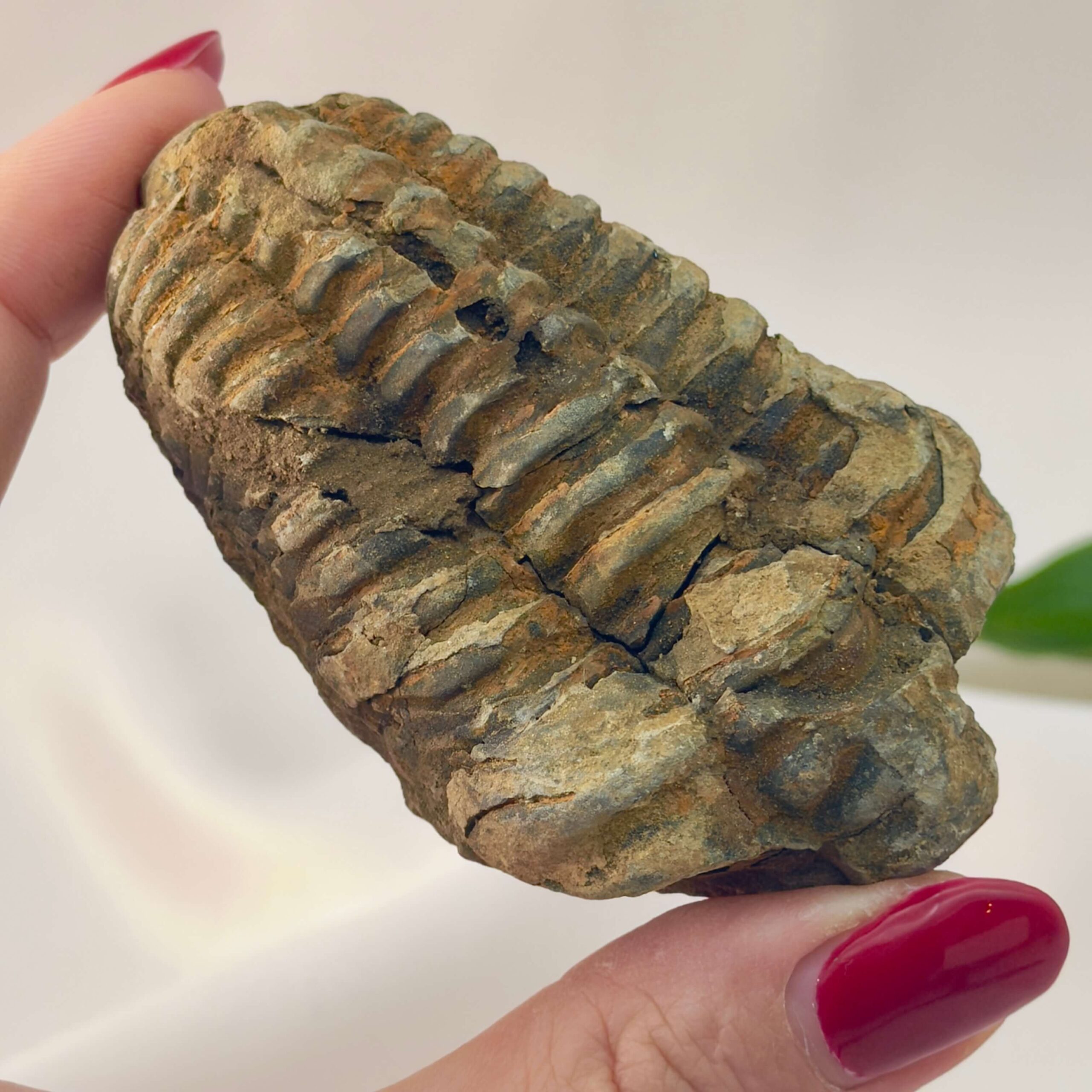 Trilobit Fossil rå sten i hånd på hvid baggrund