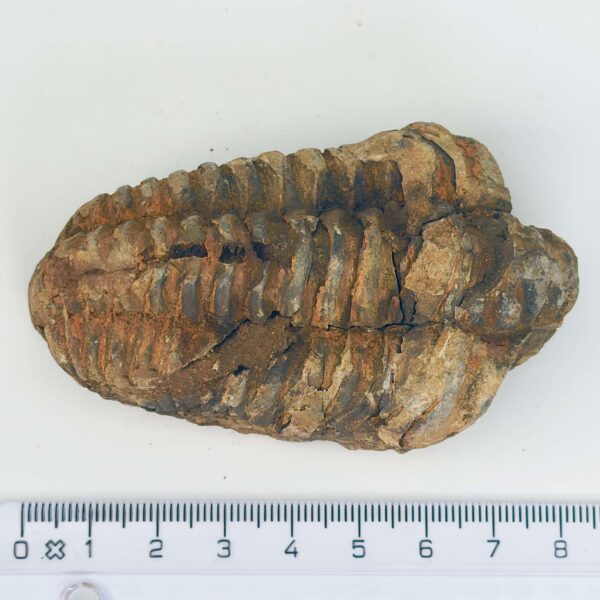 Trilobit Fossil rå sten med lineal på hvid baggrund
