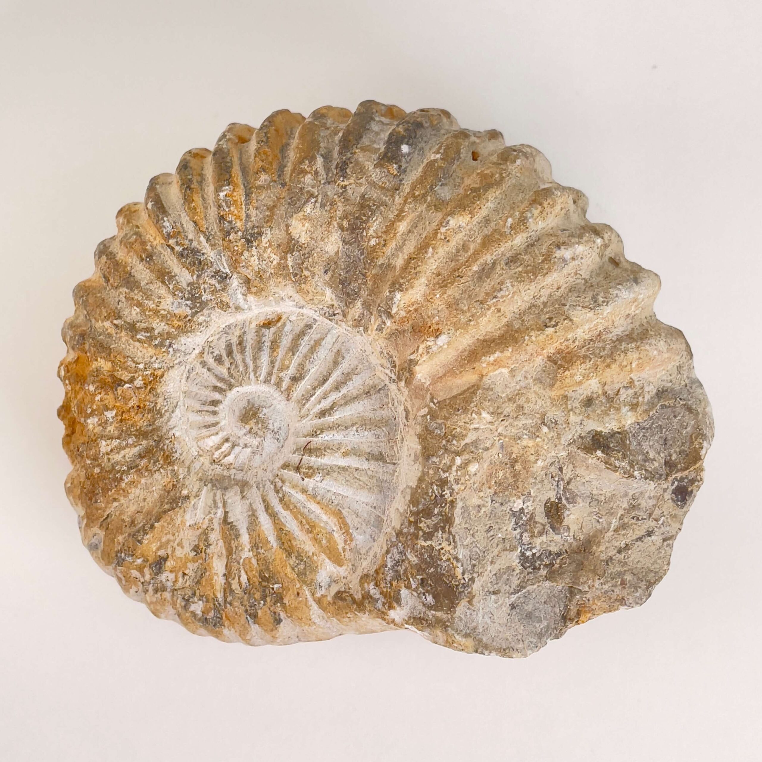 Ammonit Fossil på hvid baggrund