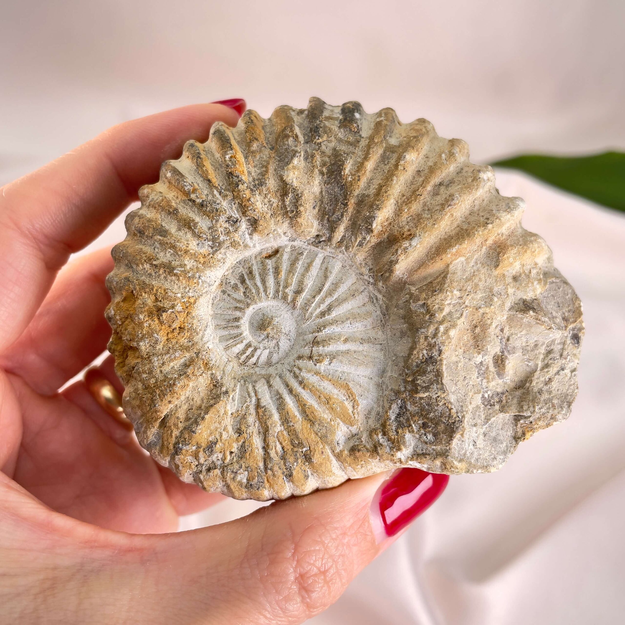 Ammonit Fossil i hånd på hvid baggrund