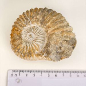 Ammonit Fossil med lineal på hvid baggrund