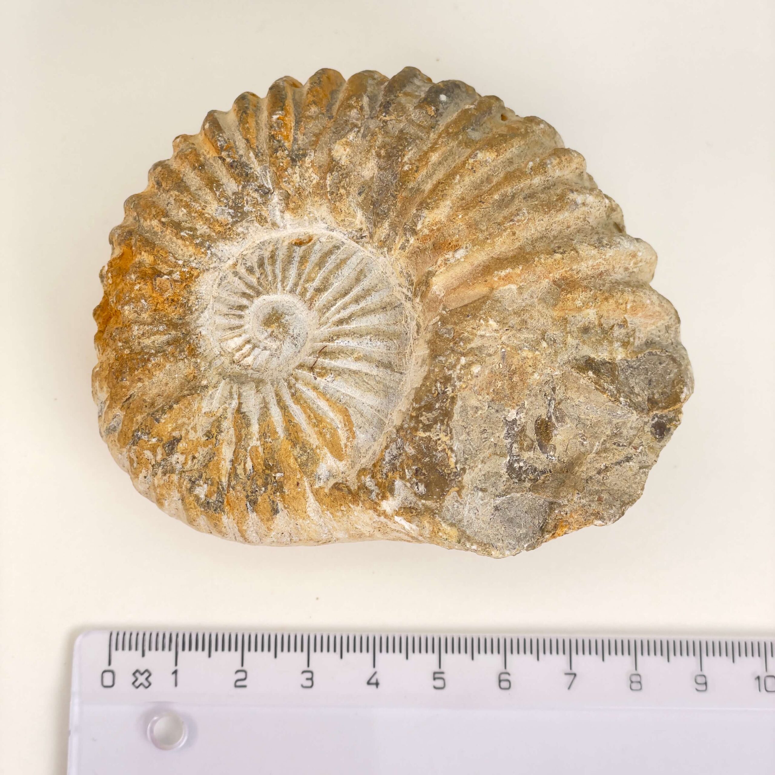 Ammonit Fossil med lineal på hvid baggrund