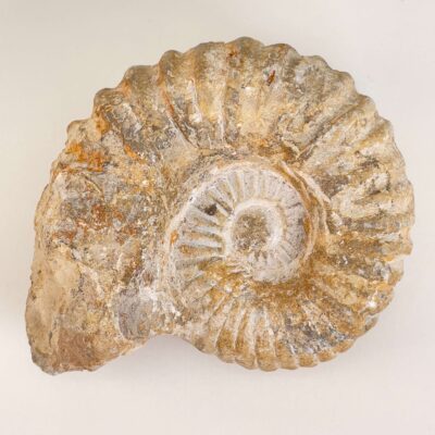 Ammonit Fossil på hvid baggrund