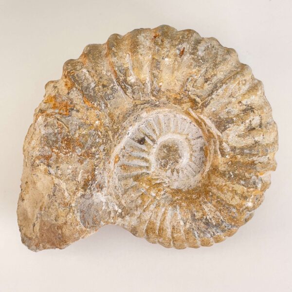 Ammonit Fossil på hvid baggrund