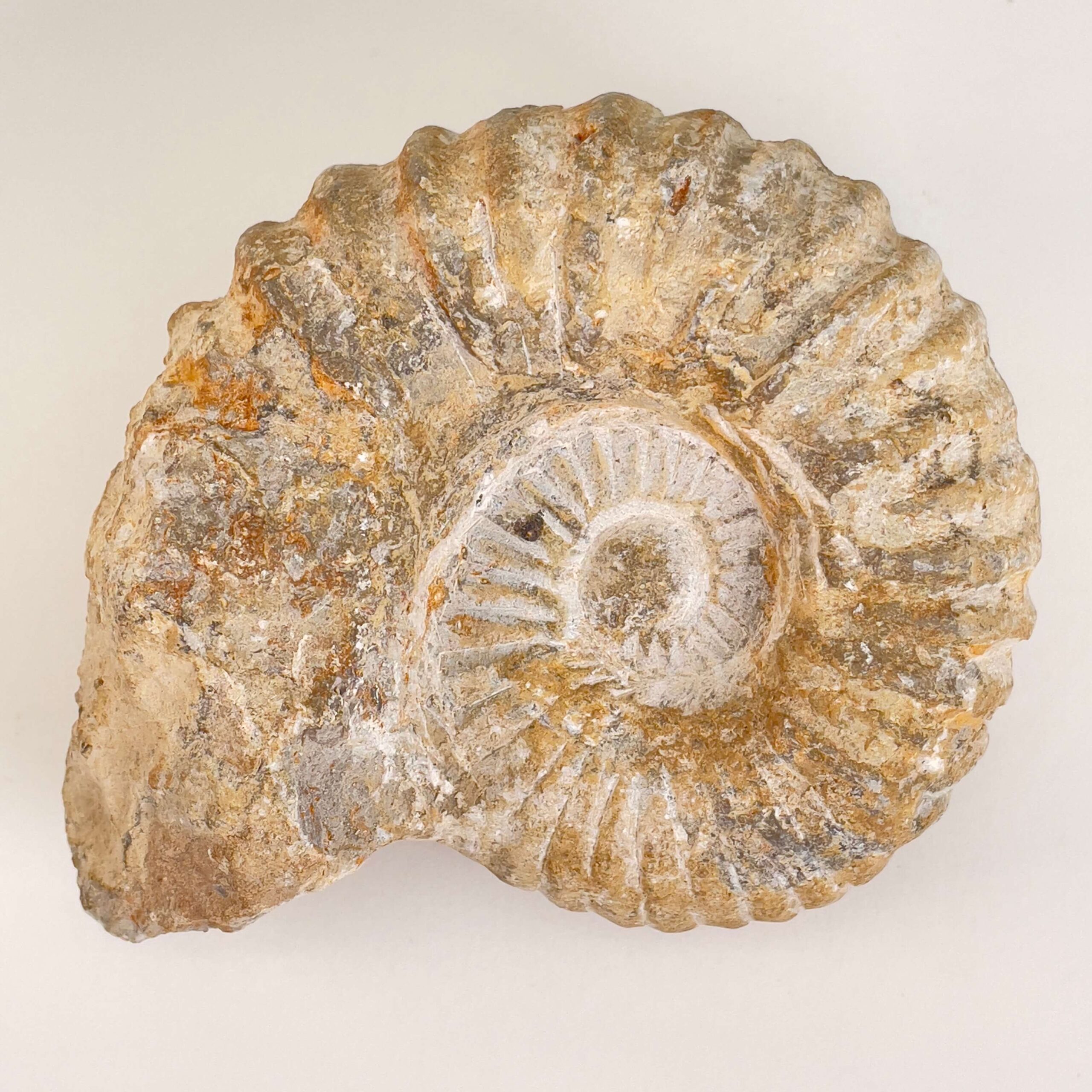 Ammonit Fossil på hvid baggrund