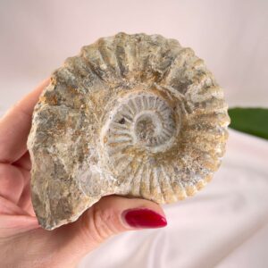 Ammonit Fossil i hånd på hvid baggrund