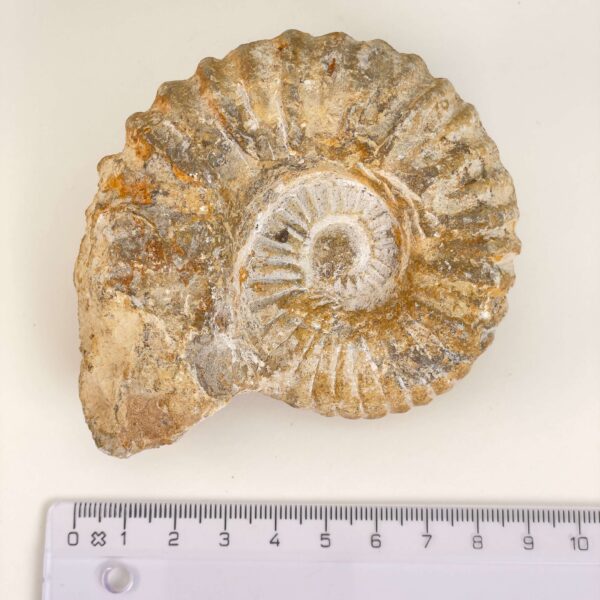 Ammonit Fossil med lineal på hvid baggrund