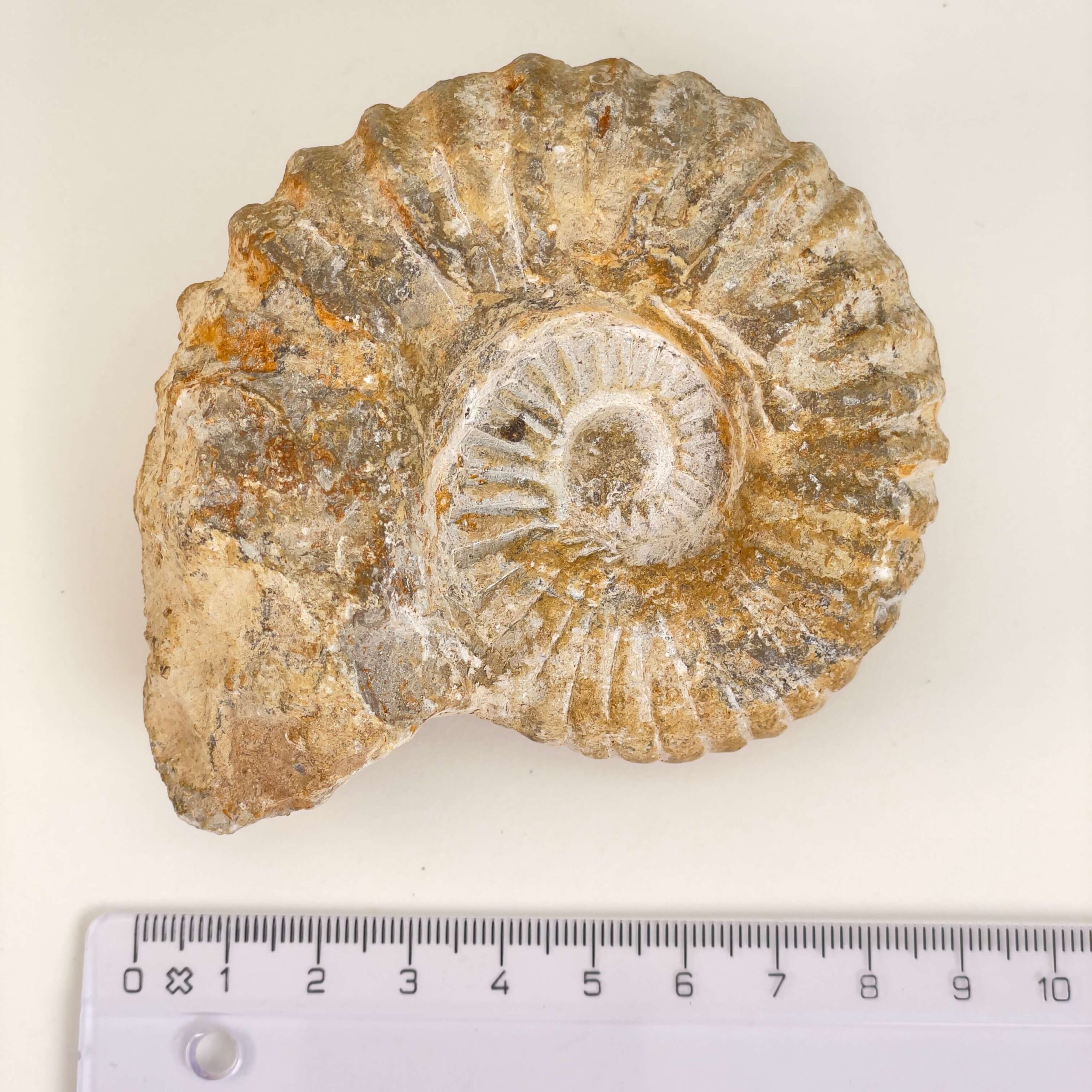 Ammonit Fossil med lineal på hvid baggrund