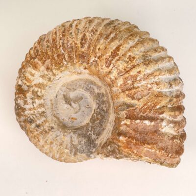 Ammonit Fossil på hvid baggrund