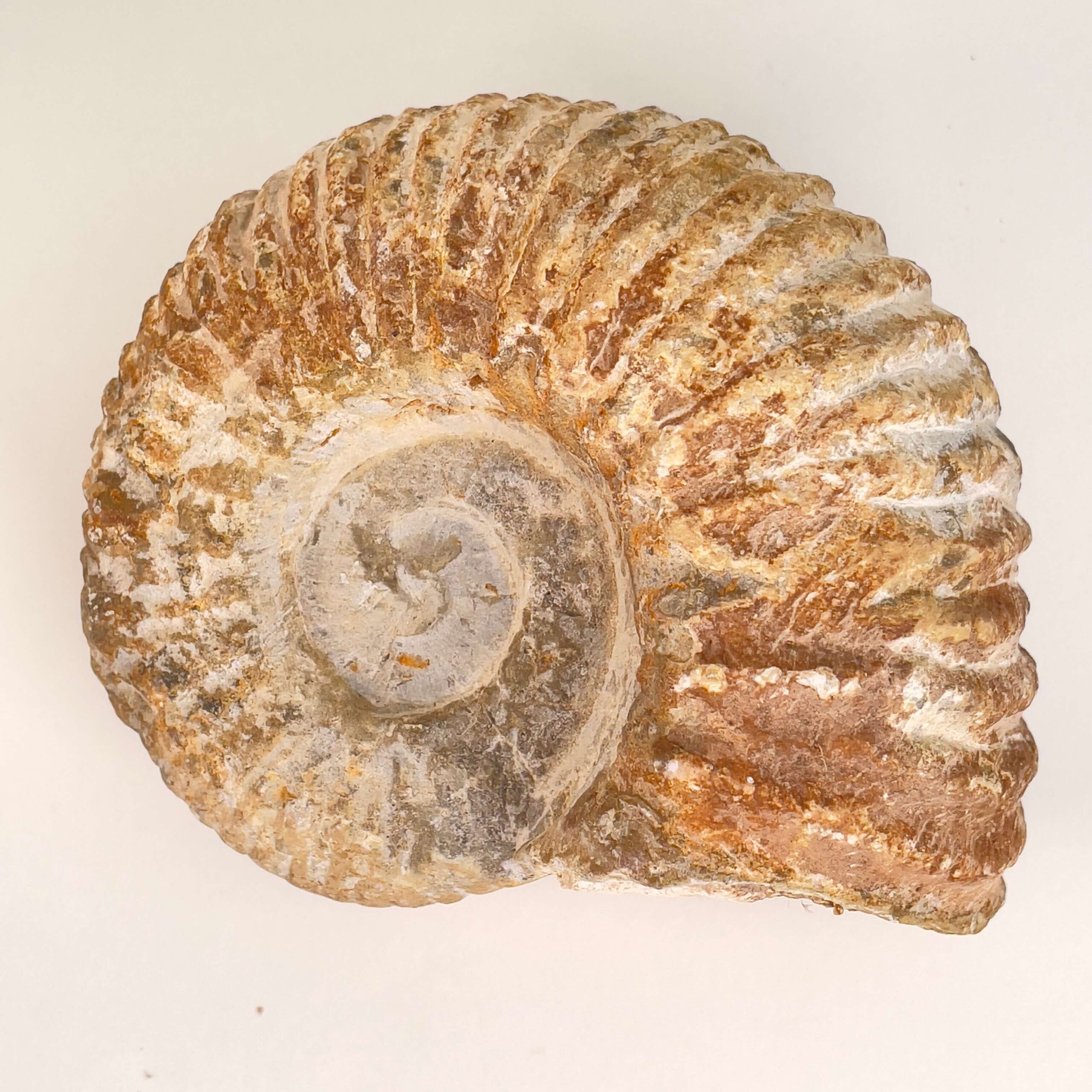 Ammonit Fossil på hvid baggrund