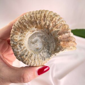 Ammonit Fossil i hånd på hvid baggrund