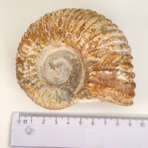 Ammonit Fossil med lineal på hvid baggrund