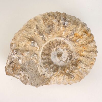 Ammonit Fossil på hvid baggrund