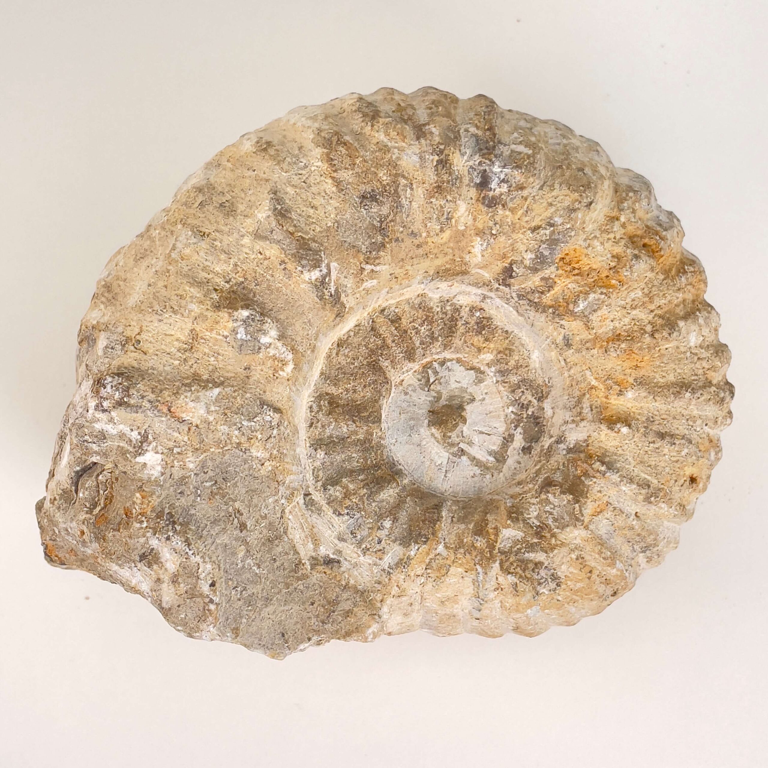 Ammonit Fossil på hvid baggrund