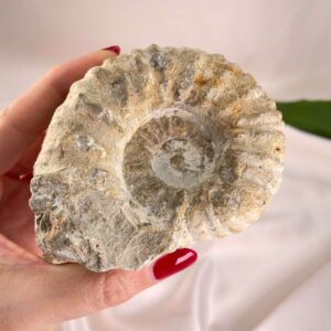 Ammonit Fossil i hånd på hvid baggrund