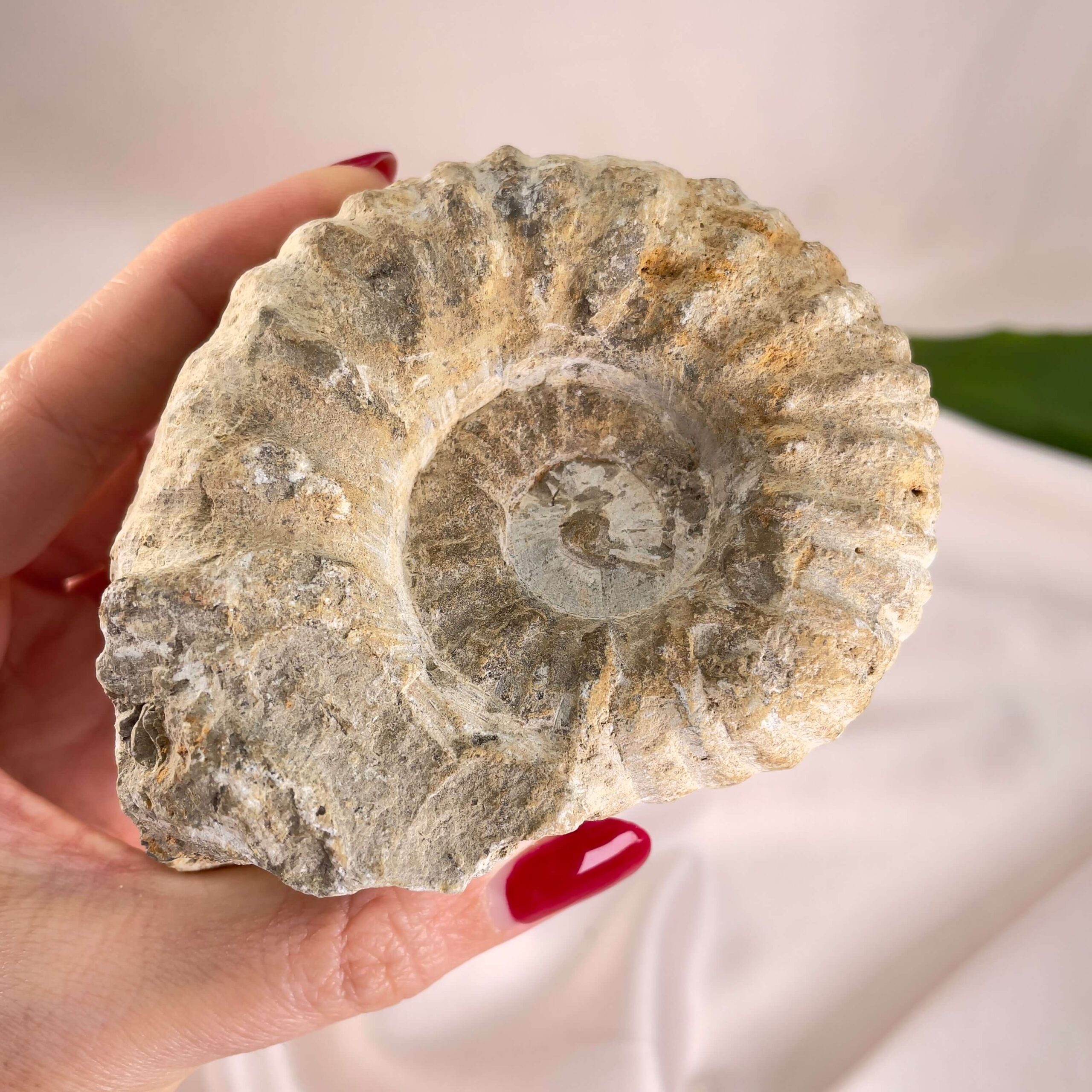 Ammonit Fossil i hånd på hvid baggrund