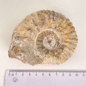 Ammonit Fossil med lineal på hvid baggrund