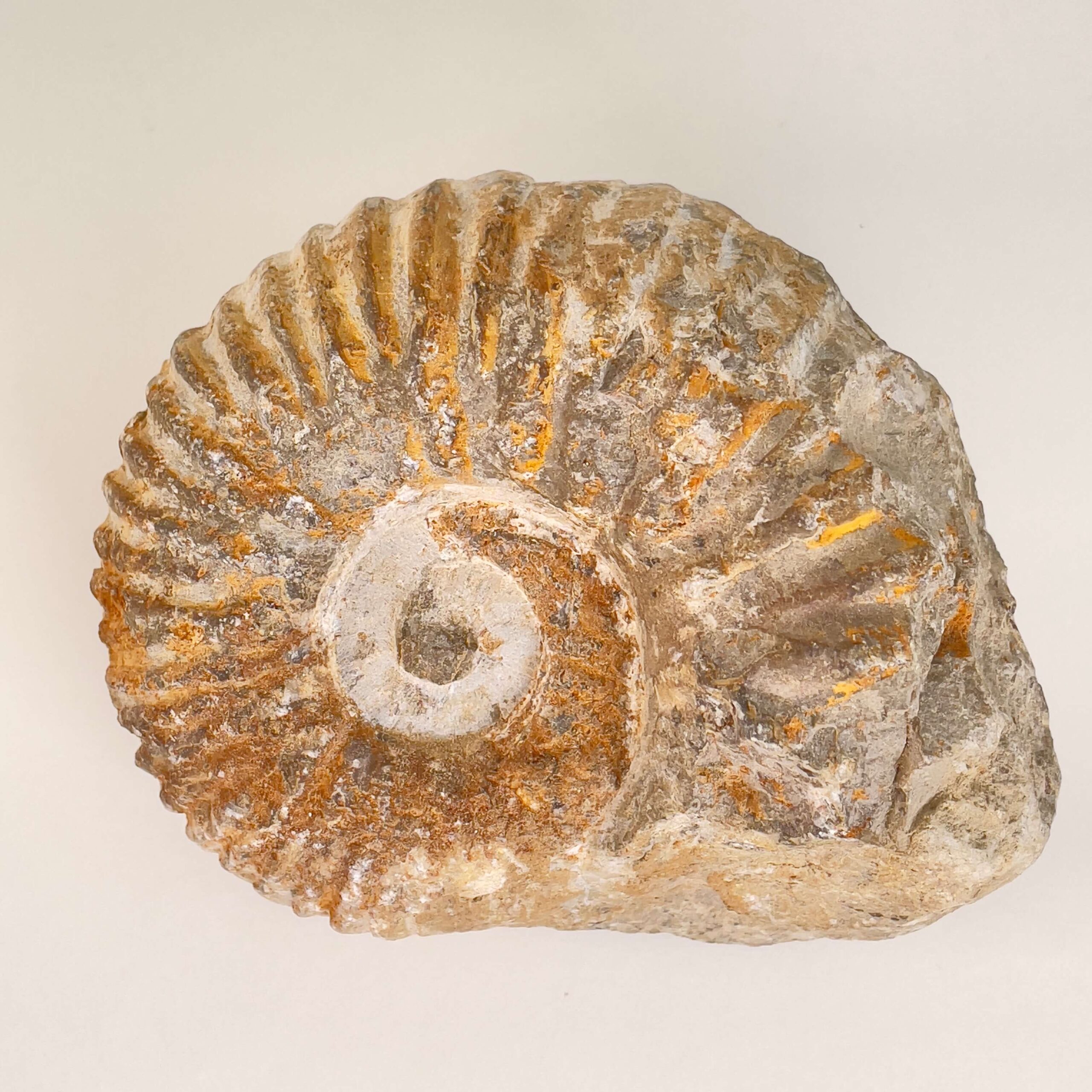 Ammonit Fossil på hvid baggrund